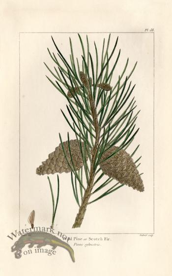 Scotch Fir